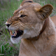 Illustration for article titled Photo Safari: Lions